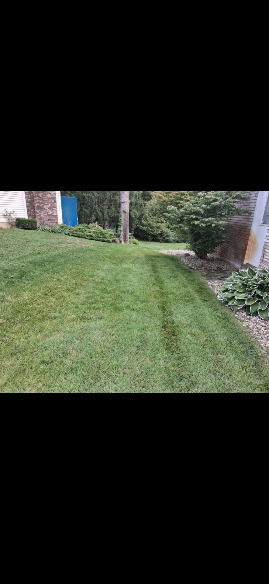 Freshly cut lawn